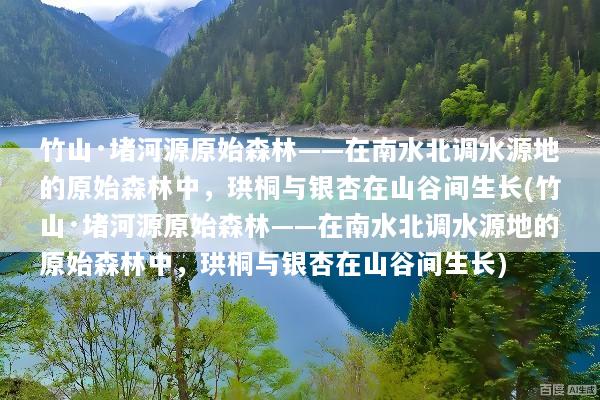 竹山·堵河源原始森林——在南水北调水源地的原始森林中，珙桐与银杏在山谷间生长(竹山·堵河源原始森林——在南水北调水源地的原始森林中，珙桐与银杏在山谷间生长)