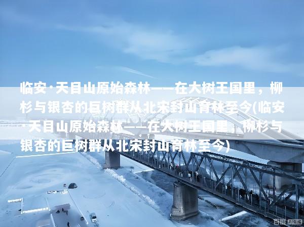 临安·天目山原始森林——在大树王国里，柳杉与银杏的巨树群从北宋封山育林至今(临安·天目山原始森林——在大树王国里，柳杉与银杏的巨树群从北宋封山育林至今)